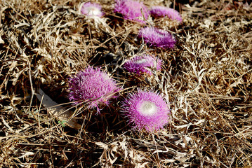 Close-up of pink flowers growing on the thorns, Rhodes Island, Greece