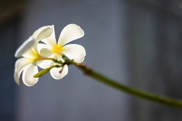 Obraz premium white and yellow frangipani flower local flora of asia arrangement 