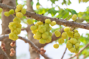 Star gooseberry fruit. Phyllanthus acidus