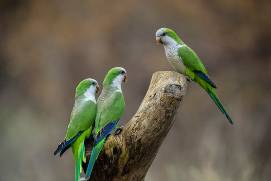 Parakeet,feeding on wild fruits, La Pampa, Patagonia, Argentina