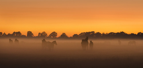 Horses at sunset in the fog, Mexico