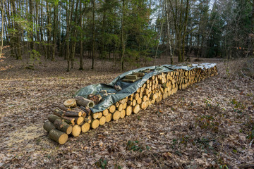 Sawn, split wood, trunks lie in the meadow.