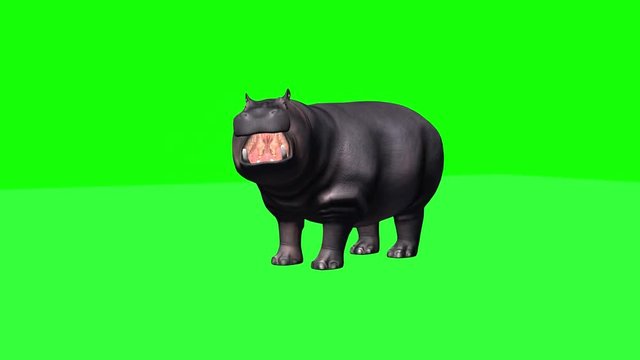 Hippopotamus stands and looks around - 3 different views - green screen