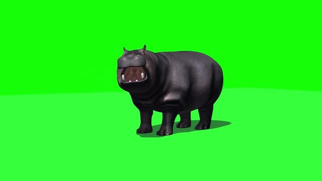 Hippopotamus stands and looks around - 3 different views with shadow on the floor - green screen