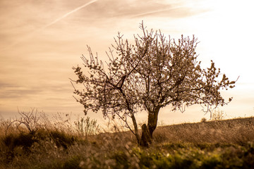 Primavera floración almendros flores fondos zen polinización atardecer luz post 