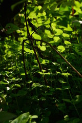 green leaves of tree