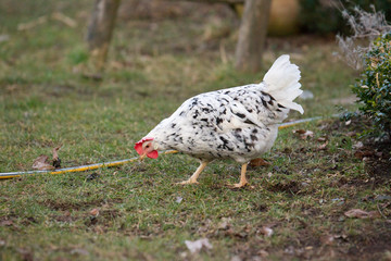 Orpington chicken is running and pawing in the home garden