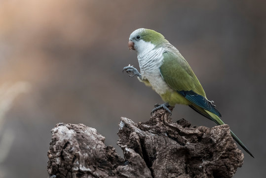Parakeet,feeding on wild fruits, La Pampa, Patagonia, Argentina
