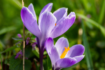 krokus