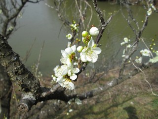 梅