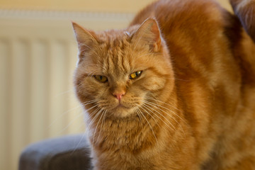 Sleeping redhead british shorthair cat lies on a pillow and sleeps