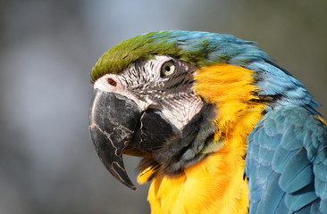 Blue and Gold Macaw Parrot Bird
