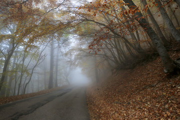 Beautiful road in a fog among the bent trees in the autumn forest