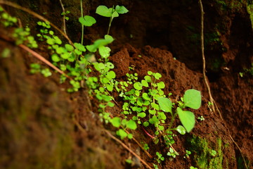 moss on tree
