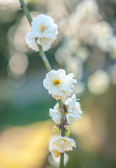 White plum blossoms in full bloom with bokeh background, taken at Kyoto City's Jonangu Shrine in...