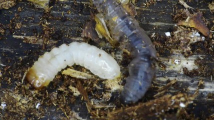 cohabitation de trois larves sur une souche d'arbre