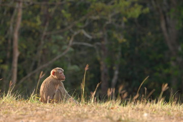 Asian northern pig-tailed macaque monkey in the meadow next to the forest, Khaoyai National park, Thailand