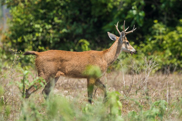 Marsh deer, pantanal Brazil