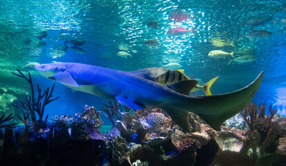 Fototapeta na wymiar Shark in aquarium