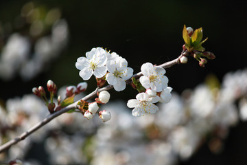 Obraz premium cherry tree blossom