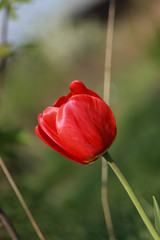 Obraz premium red tulip