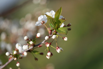 white flowers of cherry