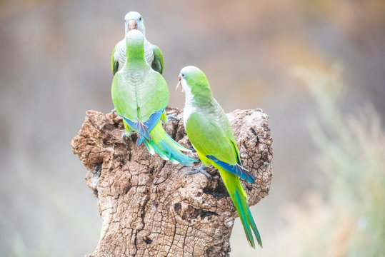 Parakeet,feeding on wild fruits, La Pampa, Patagonia, Argentina