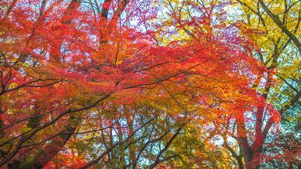 Colourful autumn leaves in Kyoto's Shimogamo Shrine with shades of red, orange, yellow and green all in a single photo.