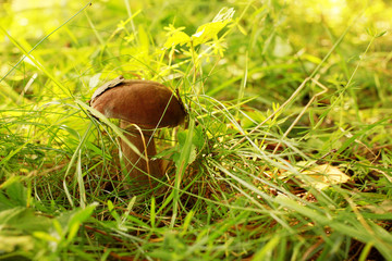 mushroom in grass