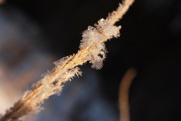 snowflakes on the grass