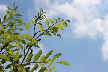 Fresh sunny natural background with bright green leaves against a blue sky with clouds