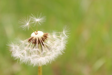 Fluffy balls of dry dandelion on a background of green field
