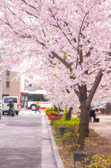 Typical street in Japan's Kyoto City during the peak season of the cherry blossoms where sakura trees are in full bloom. This particular shot was taken at Gojo Ohashi Bridge.