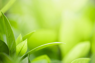 Closeup beautiful view of nature green leaf on blurred greenery tree background with sunlight in garden . It is natural ecology plant and environment copy space concept using for wallpaper