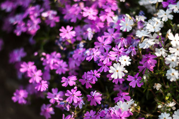 Top view of purple and white-coloured Creeping Phlox, or also known as Phlox Stolonifera, which is a herbaceous, stoloniferous, perennial, plant, seen in South Korea's "Garden of Morning Calm".