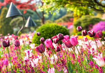 Landscape photo of a field of red, purple and white tulip flowers in South Korea's "Garden of Morning Calm"