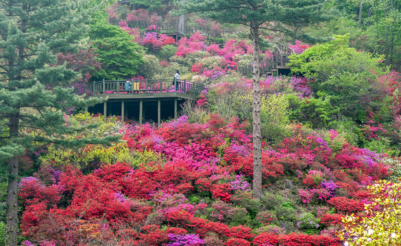 Landscape photo of the "Garden of Morning Calm" in South Korea with visitors walking on the scenic walkway, filled with trees, plants and flowers of many different colours. 