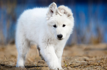 puppy breed white swiss shepherd