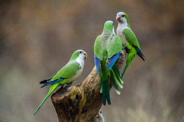 Parakeet,feeding on wild fruits, La Pampa, Patagonia, Argentina