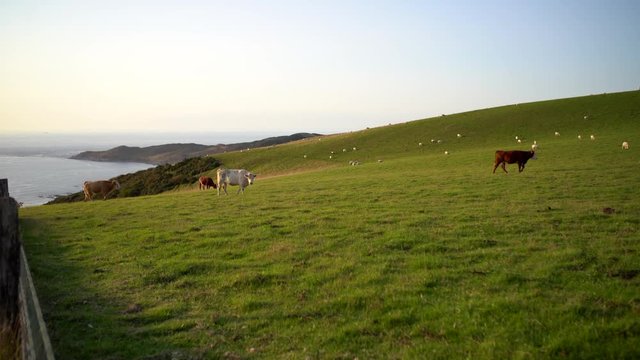 Cows grazing by UK coastline in Woolacombe, Devon