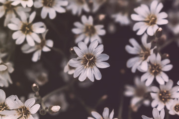 forest small white flowers on a black background