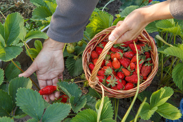Female farmer is picking fresh red ripe strawberries on the bed and put them in wicker basket.