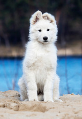 puppy on the beach