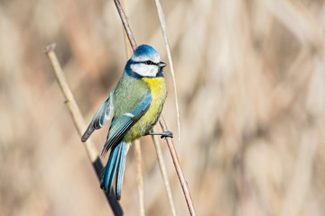 cinciarella