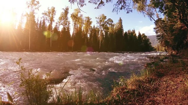 Meadow at mountain river bank. Landscape with green grass, pine trees and sun rays. Movement on motorised slider dolly.