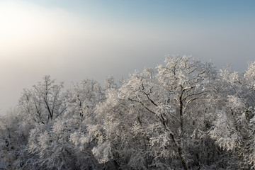 Winterwald