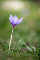 crocus