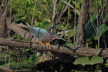 Green Heron