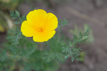 Bud of yellow flower with leaves on blurred background.