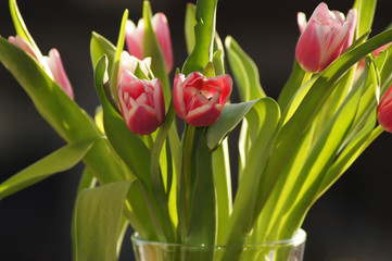 Frühlingsgrüß von Tulpen in der Vase Eyecatcher